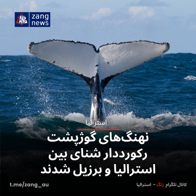 نهنگ‌های گوژپشت رکورددار شنای بین استرالیا و برزیل شدند