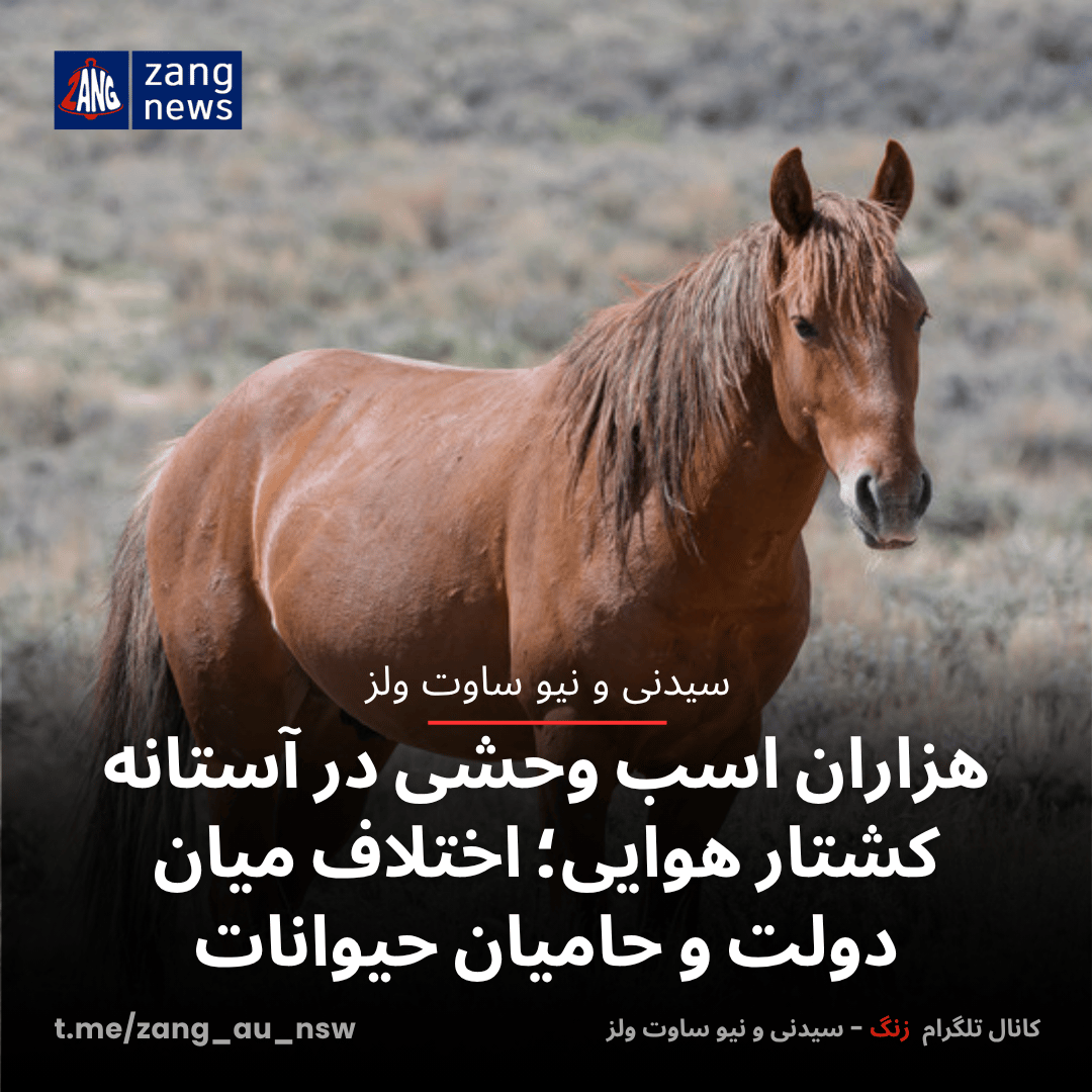 هزاران اسب وحشی در آستانه کشتار هوایی؛ اختلاف میان دولت و حامیان حیوانات