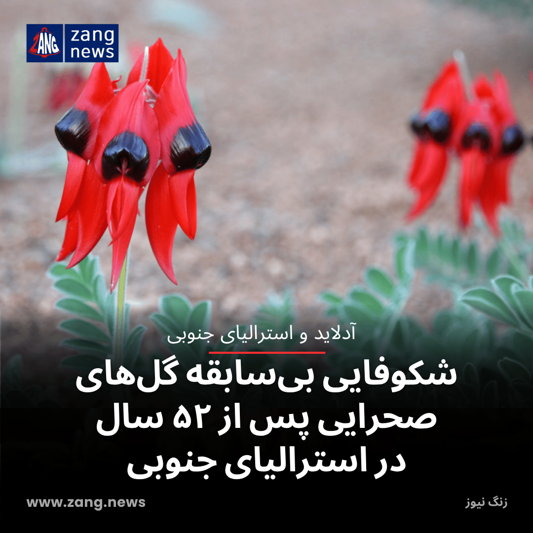 شکوفایی بی‌سابقه گل‌های صحرایی پس از ۵۲ سال در استرالیای جنوبی