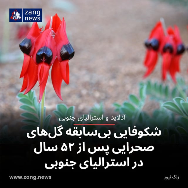 شکوفایی بی‌سابقه گل‌های صحرایی پس از ۵۲ سال در استرالیای جنوبی