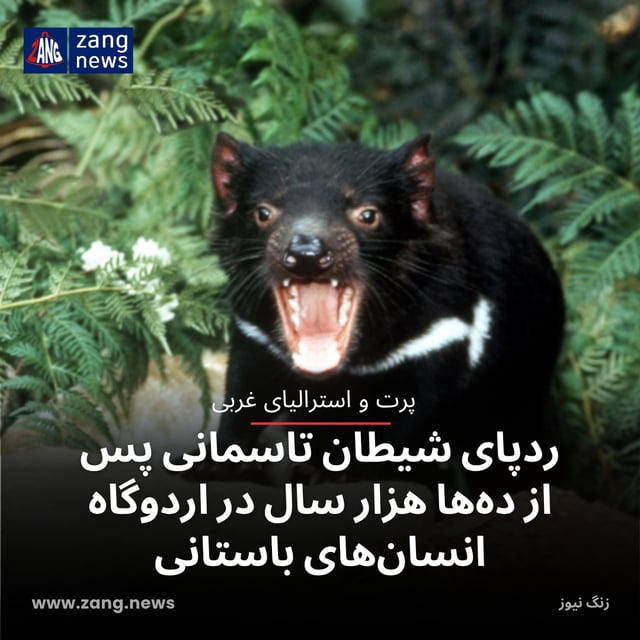 ردپای شیطان‌ تاسمانی پس از ده‌ها هزار سال در اردوگاه انسان‌های باستانی