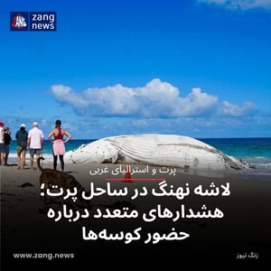 لاشه نهنگ در ساحل پرت؛ هشدارهای متعدد درباره حضور کوسه‌ها