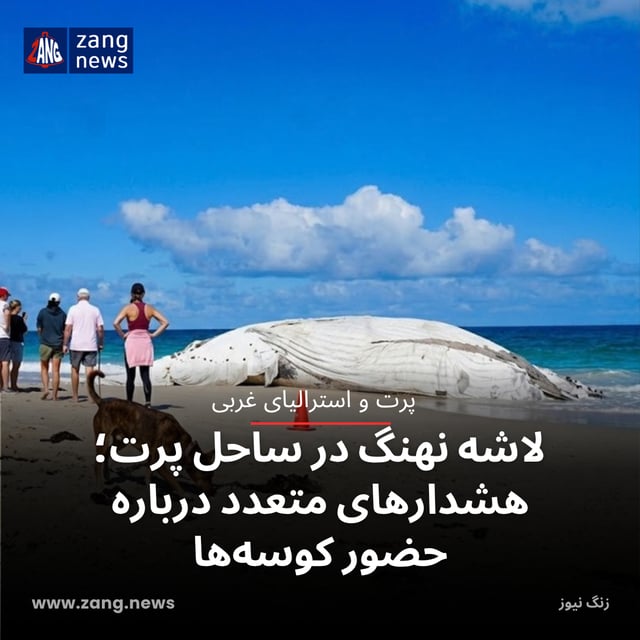 لاشه نهنگ در ساحل پرت؛ هشدارهای متعدد درباره حضور کوسه‌ها