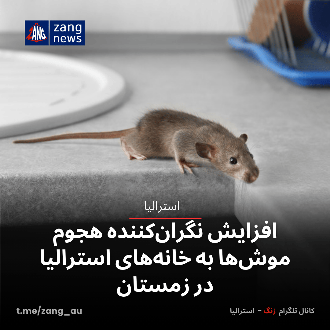 افزایش نگران‌کننده هجوم موش‌ها به خانه‌های استرالیا در زمستان
