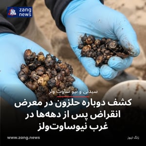 کشف دوباره حلزون در معرض انقراض پس از دهه‌ها در غرب نیوساوت‌ولز