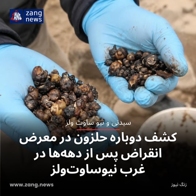 کشف دوباره حلزون در معرض انقراض پس از دهه‌ها در غرب نیوساوت‌ولز
