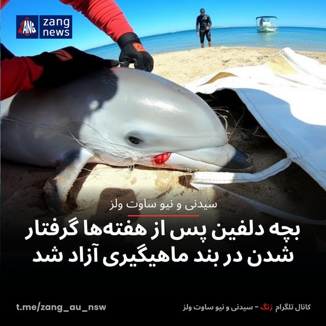 بچه دلفین پس از هفته‌ها گرفتار شدن در بند ماهیگیری آزاد شد