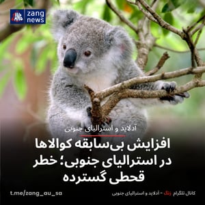 افزایش بی‌سابقه کوالاها در استرالیای جنوبی؛ خطر قحطی گسترده