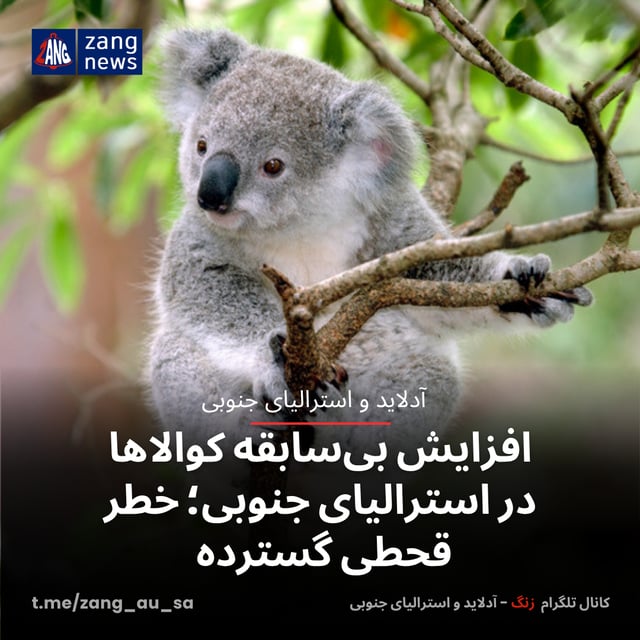 افزایش بی‌سابقه کوالاها در استرالیای جنوبی؛ خطر قحطی گسترده