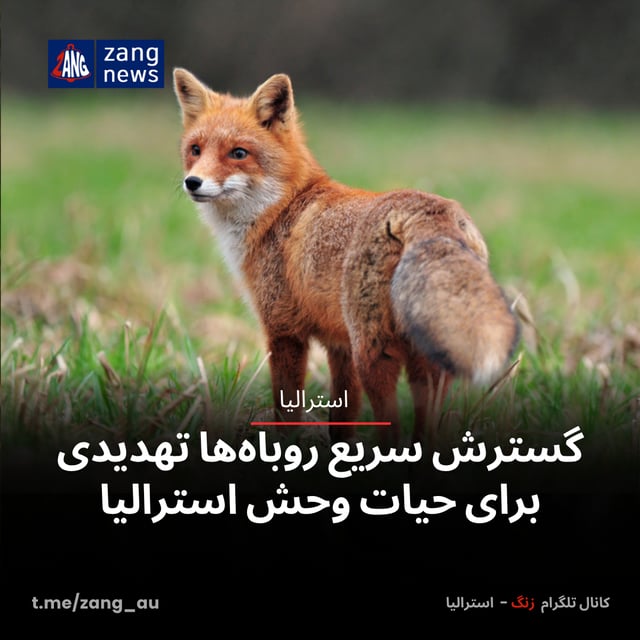 گسترش سریع روباه‌ها تهدیدی برای حیات وحش استرالیا