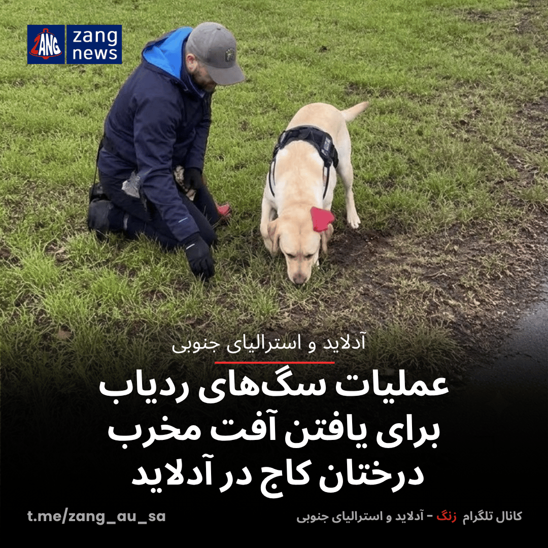عملیات سگ‌های ردیاب برای یافتن آفت مخرب درختان کاج در آدلاید
