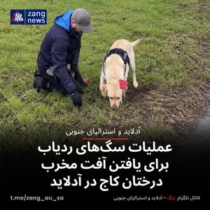 عملیات سگ‌های ردیاب برای یافتن آفت مخرب درختان کاج در آدلاید
