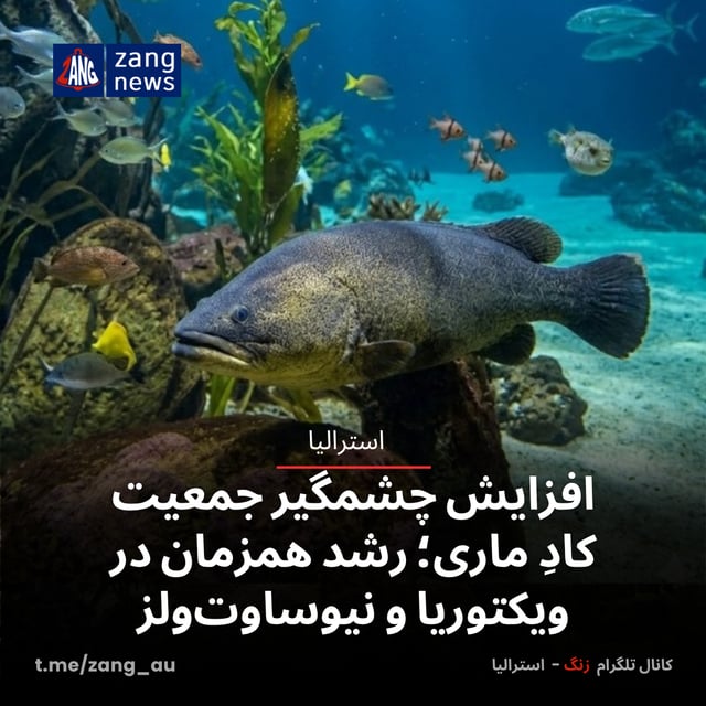 افزایش چشمگیر جمعیت کادِ ماری؛ رشد همزمان در ویکتوریا و نیوساوت‌ولز