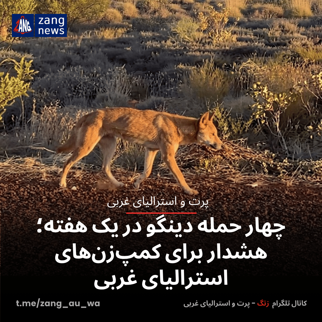 چهار حمله دینگو در یک هفته؛ هشدار برای کمپ‌زن‌های استرالیای غربی