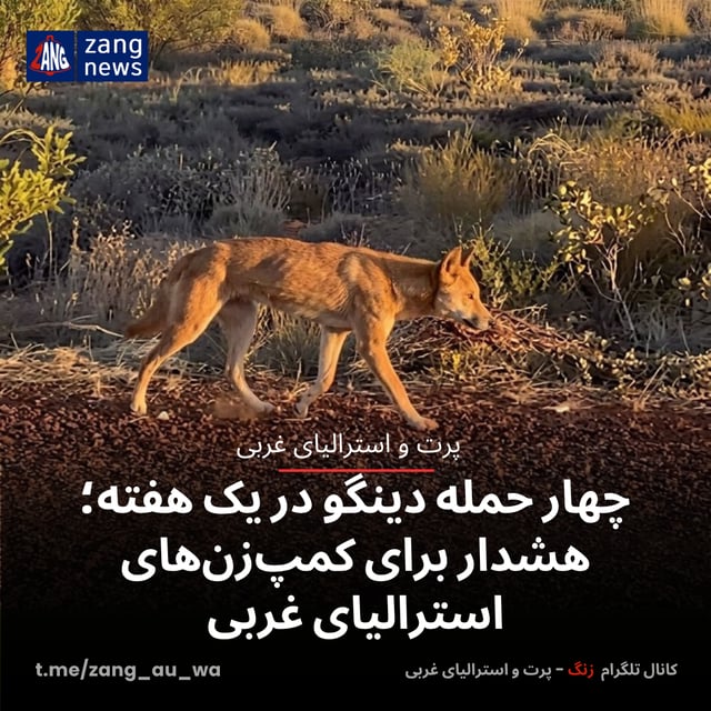 چهار حمله دینگو در یک هفته؛ هشدار برای کمپ‌زن‌های استرالیای غربی