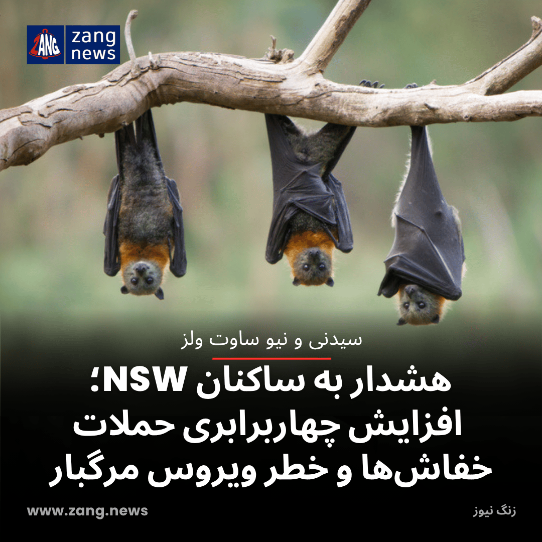 هشدار به ساکنان NSW؛ افزایش چهاربرابری حملات خفاش‌ها و خطر ویروس مرگبار