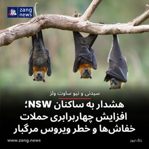هشدار به ساکنان NSW؛ افزایش چهاربرابری حملات خفاش‌ها و خطر ویروس مرگبار