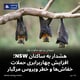 هشدار به ساکنان NSW؛ افزایش چهاربرابری حملات خفاش‌ها و خطر ویروس مرگبار