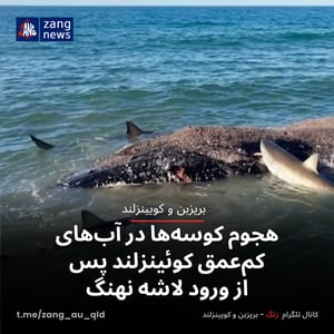 هجوم کوسه‌ها در آب‌های کم‌عمق کوئینزلند پس از ورود لاشه نهنگ