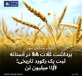 برداشت غلات SA در آستانه ثبت یک رکورد تاریخی؛ ۱۱/۶ میلیون تن