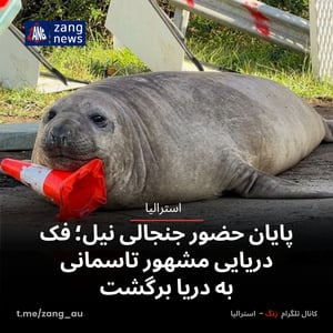 پایان حضور جنجالی نیل؛ فک‌ دریایی مشهور تاسمانی به دریا برگشت