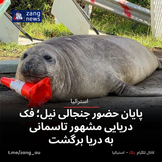 پایان حضور جنجالی نیل؛ فک‌ دریایی مشهور تاسمانی به دریا برگشت