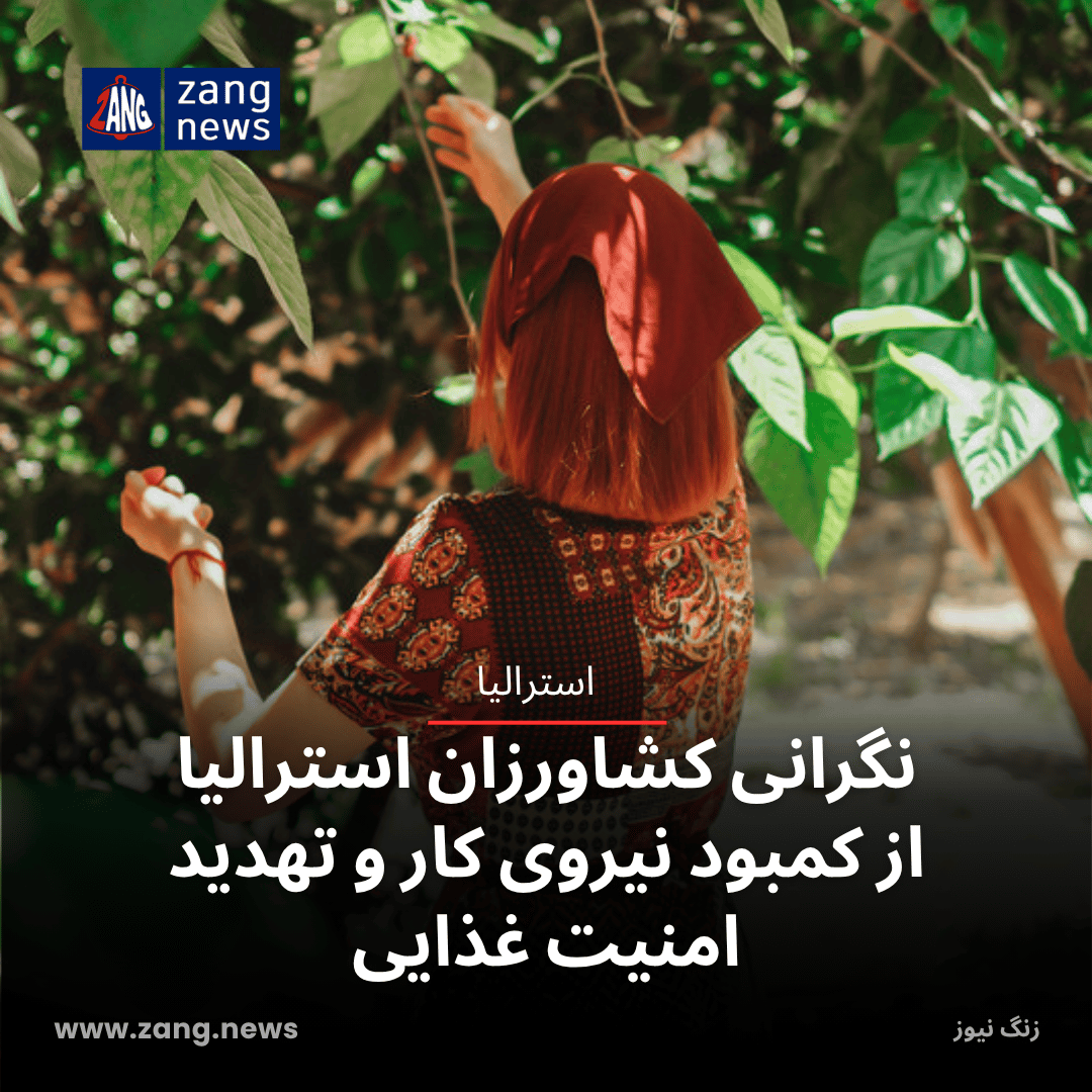 نگرانی کشاورزان استرالیا از کمبود نیروی کار و تهدید امنیت غذایی