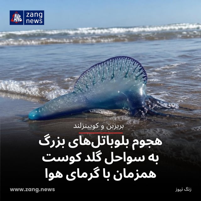 هجوم بلو‌باتل‌های بزرگ به سواحل گلد کوست همزمان با گرمای هوا