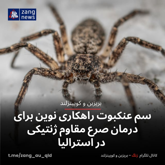 سم عنکبوت راهکاری نوین برای درمان صرع مقاوم ژنتیکی در استرالیا