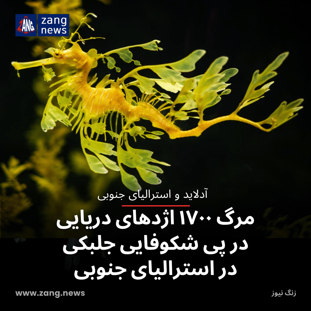 مرگ ۱۷۰۰ اژدهای دریایی در پی شکوفایی جلبکی در استرالیای جنوبی