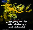مرگ ۱۷۰۰ اژدهای دریایی در پی شکوفایی جلبکی در استرالیای جنوبی