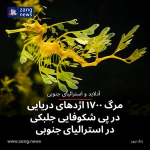 مرگ ۱۷۰۰ اژدهای دریایی در پی شکوفایی جلبکی در استرالیای جنوبی