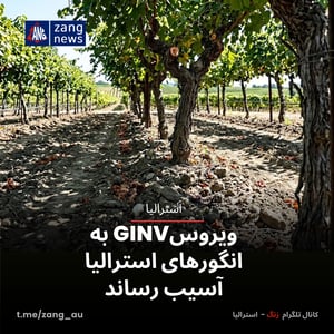 ویروسGINV به انگورهای استرالیا آسیب رساند