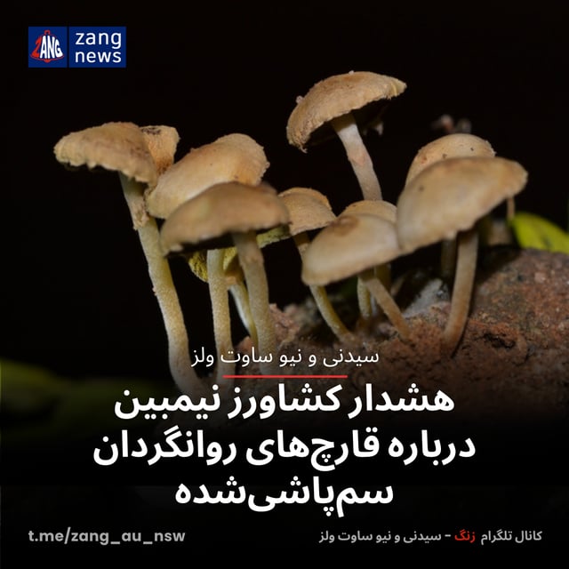 هشدار کشاورز نیمبین درباره قارچ‌های روانگردان سم‌پاشی‌شده