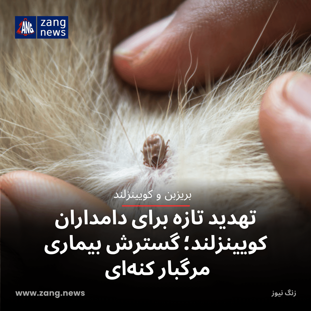 تهدید تازه برای دامداران کویینزلند؛ گسترش بیماری مرگبار کنه‌ای