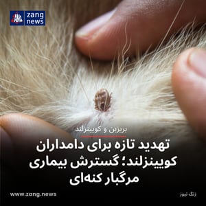 تهدید تازه برای دامداران کویینزلند؛ گسترش بیماری مرگبار کنه‌ای