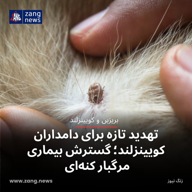تهدید تازه برای دامداران کویینزلند؛ گسترش بیماری مرگبار کنه‌ای