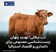تب برفکی؛ تهدید پنهان زیست‌شناسی مصنوعی برای دامداری و اقتصاد استرالیا