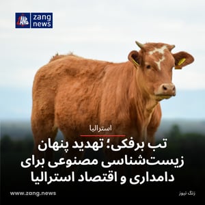 تب برفکی؛ تهدید پنهان زیست‌شناسی مصنوعی برای دامداری و اقتصاد استرالیا