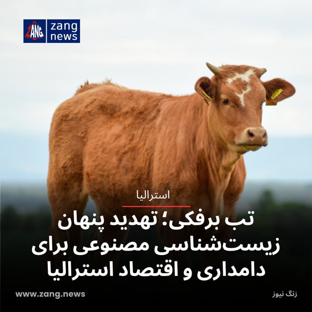 تب برفکی؛ تهدید پنهان زیست‌شناسی مصنوعی برای دامداری و اقتصاد استرالیا