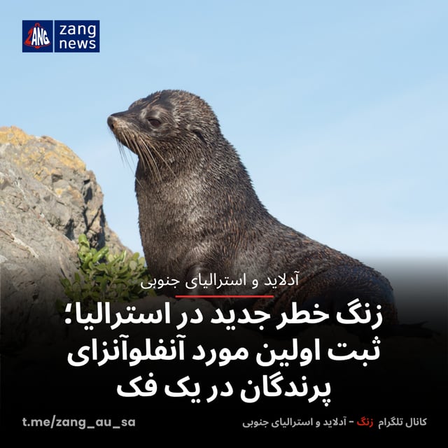 زنگ خطر جدید در استرالیا؛ ثبت اولین مورد آنفلوآنزای پرندگان در یک فک