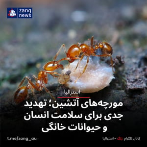 مورچه‌های آتشین؛ تهدید جدی برای سلامت انسان و حیوانات خانگی