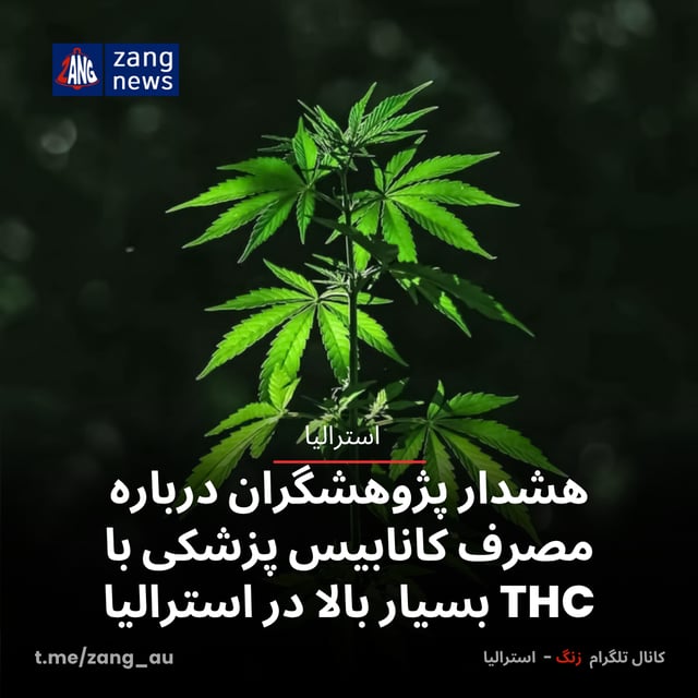 هشدار پژوهشگران درباره مصرف کانابیس پزشکی با THC بسیار بالا در استرالیا