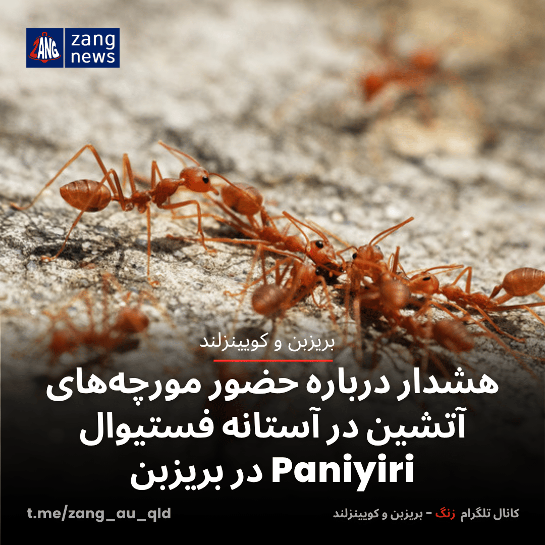 هشدار درباره حضور مورچه‌های آتشین در آستانه فستیوال Paniyiri در بریزبن
