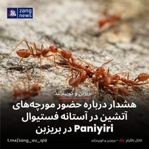 هشدار درباره حضور مورچه‌های آتشین در آستانه فستیوال Paniyiri در بریزبن