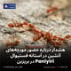 هشدار درباره حضور مورچه‌های آتشین در آستانه فستیوال Paniyiri در بریزبن