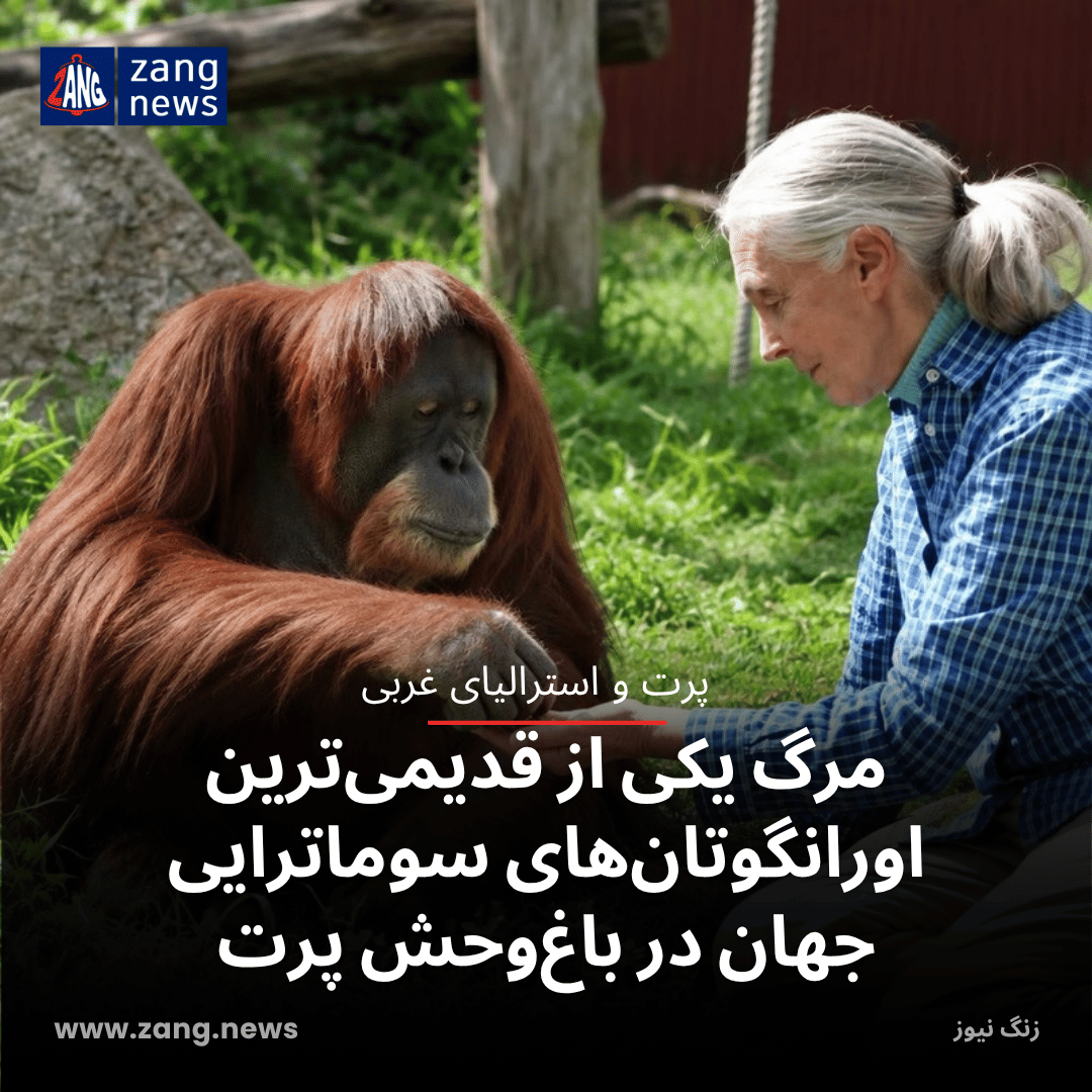 مرگ یکی از قدیمی‌ترین اورانگوتان‌های سوماترایی جهان در باغ‌وحش پرت