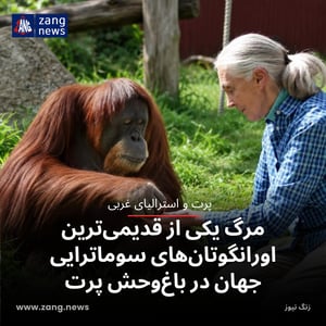 مرگ یکی از قدیمی‌ترین اورانگوتان‌های سوماترایی جهان در باغ‌وحش پرت