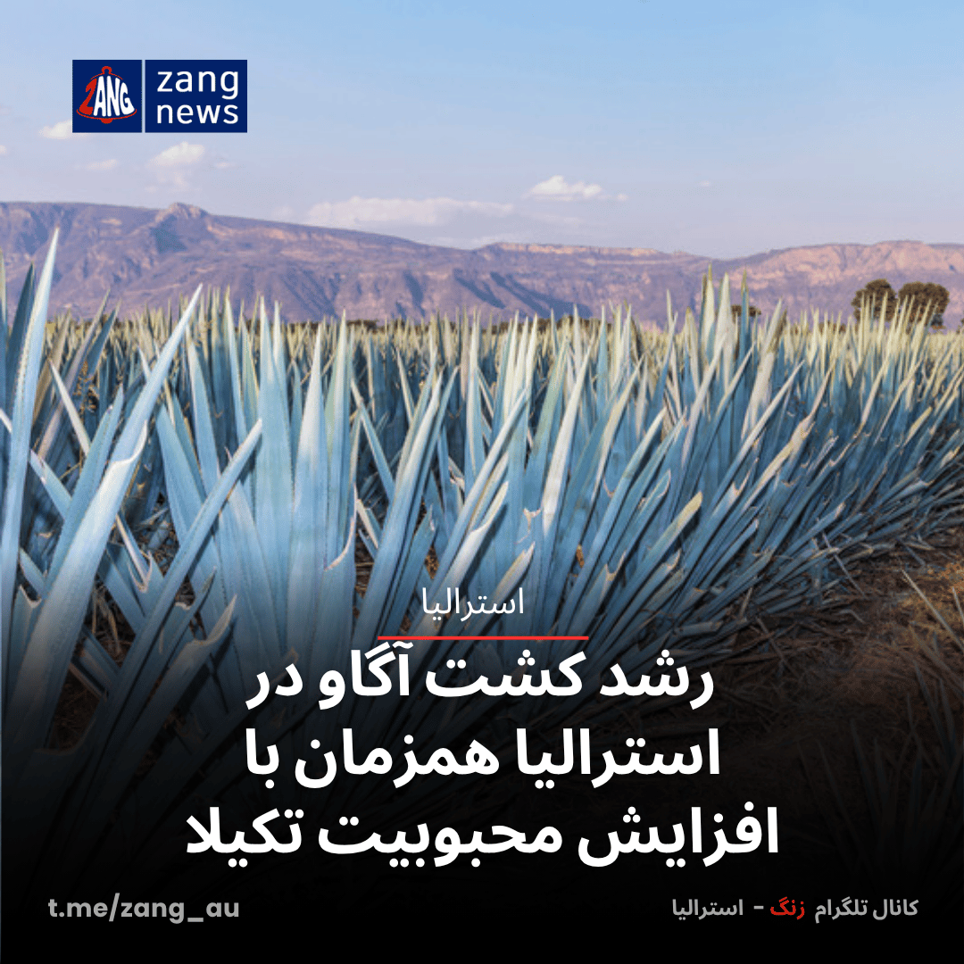 رشد کشت آگاو در استرالیا همزمان با افزایش محبوبیت تکیلا