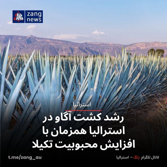رشد کشت آگاو در استرالیا همزمان با افزایش محبوبیت تکیلا